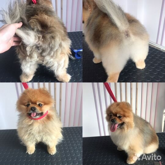 Груминг животных