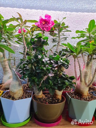 Адениум сортовой красивоцветущий