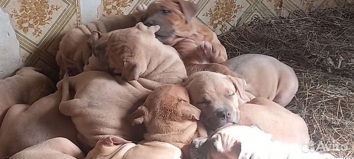 Американский булли xl щенки