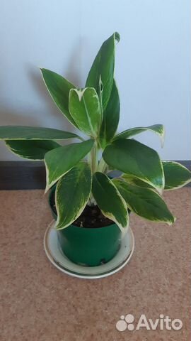 Аглаонема White Lime купить в Иваново | Товары для дома и дачи | Авито