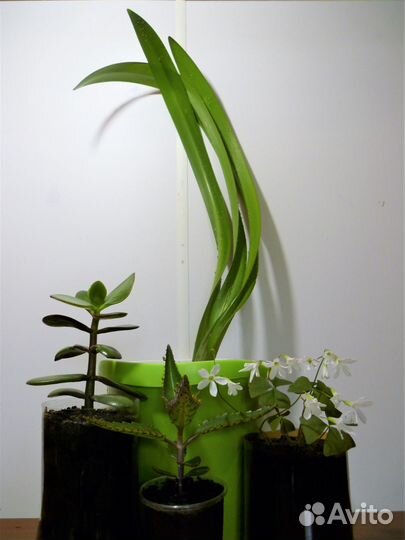 Набор комнатных растений - цена за всё