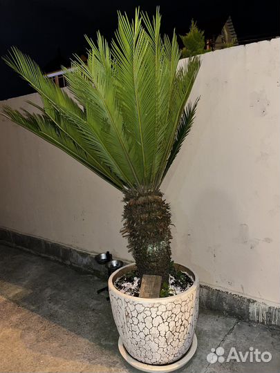 Саговая пальма