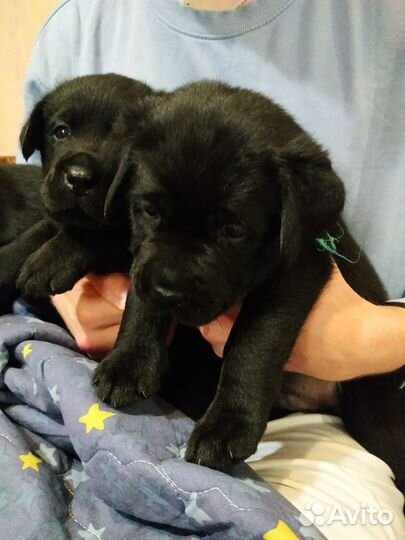 Щенки лабрадора