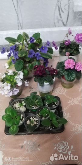 Наборы деток сортовых фиалок