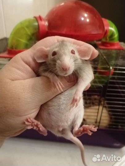 Крыса крысята дамбо