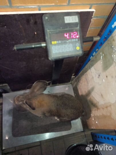 Самец Фландер