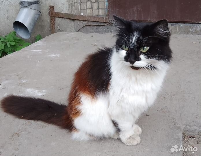 Отдам в добрые руки