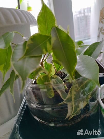 Фикус бенджамина пестролистный