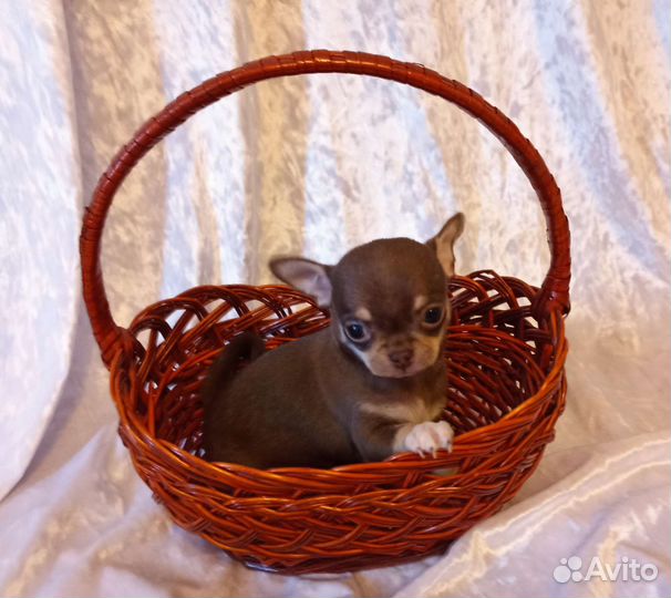 Чихуа хуа суперский мальчик