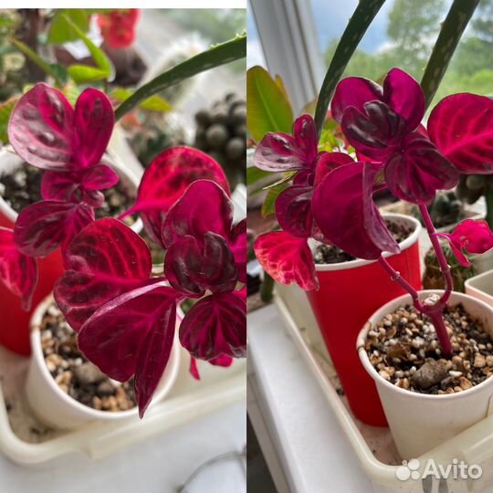 Суккуленты за сто рублей