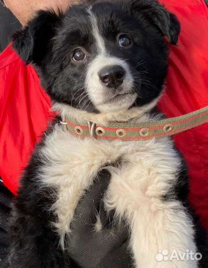 Щенок в добрые руки