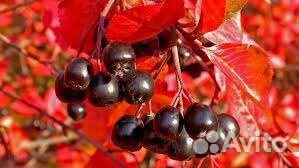 Саженцы малины Красный гигант ежевика черноплодка