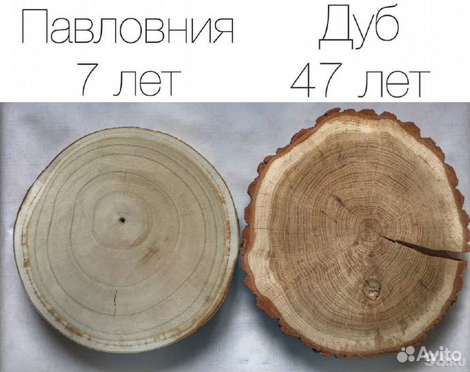 Павловния саженцы