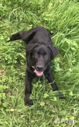 Лабрадор ретривер
