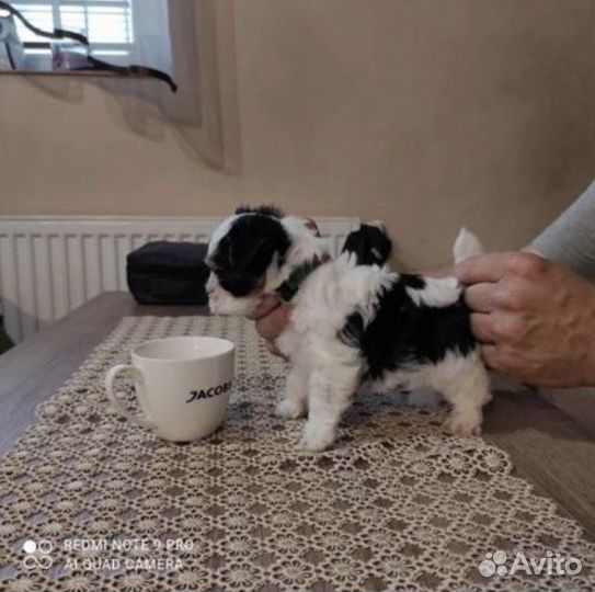 Микро Бивер