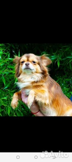 Длинношерстные чихуахуа