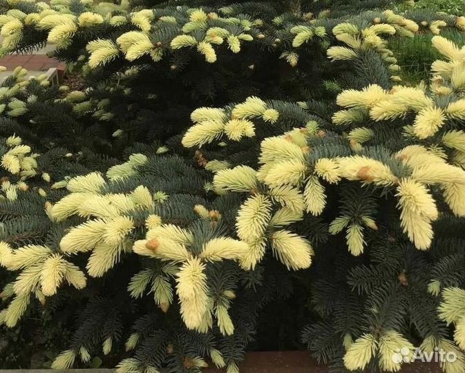 Цветные ёлочки