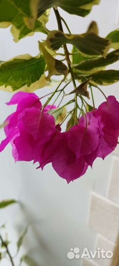 Бугенвиллия Lila Variegata