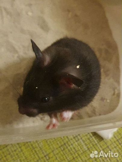 Сирийские и джунгарские хомячки