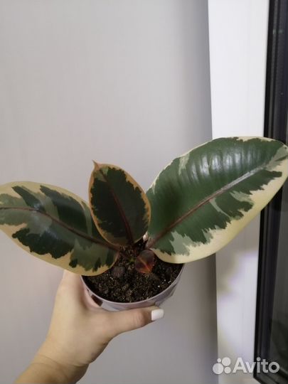 Фикус эластика белиз