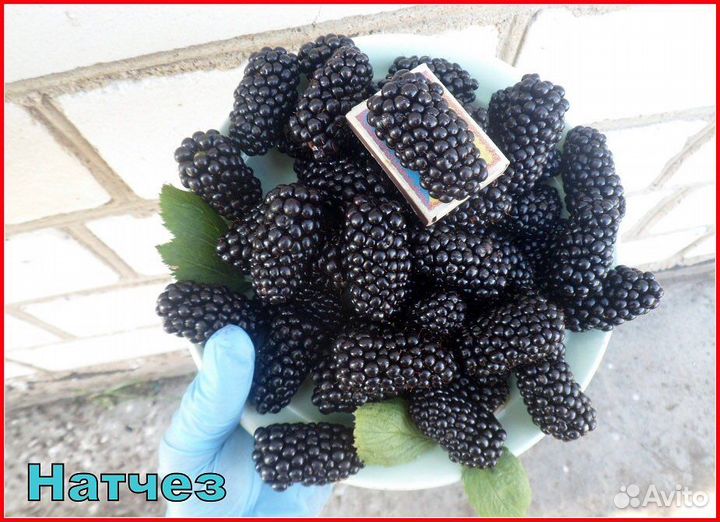 Ежевика сорт натчез