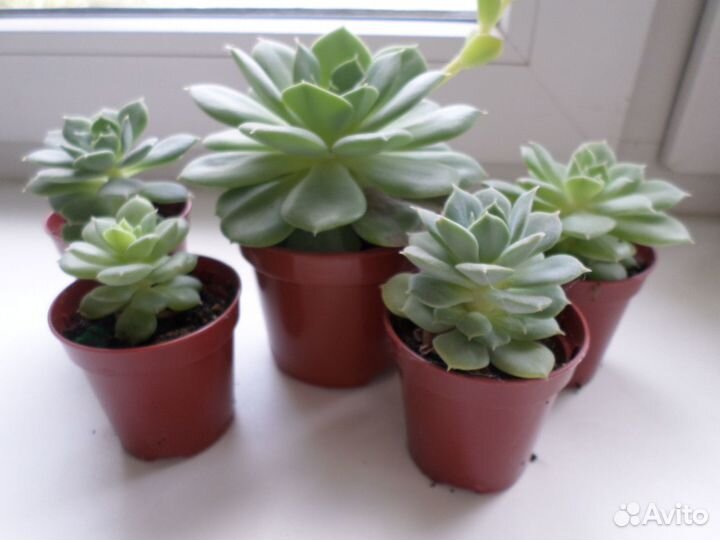 Суккуленты,эчиверии