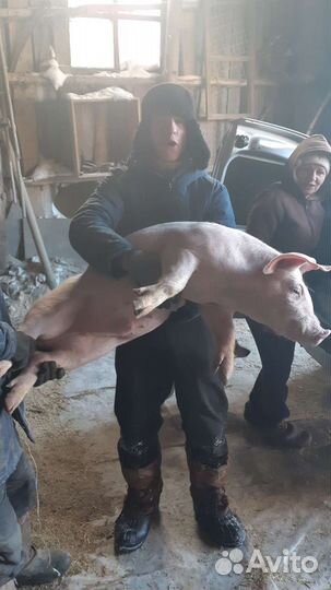 Поросята дюрок,ландрас,кб чистокровные