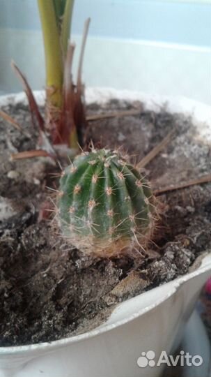 Комнатные растения цветы