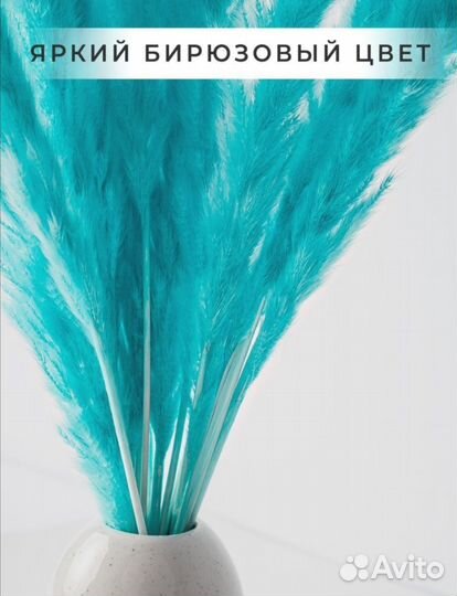 Кортадерия стабилизированная