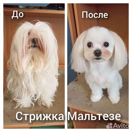 Груминг, стрижка собак и кошек (без выезда)