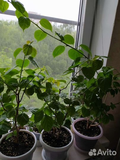 Сансевьера