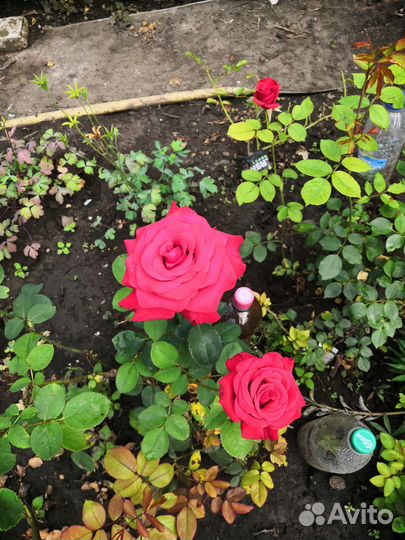 Розы плетистые
