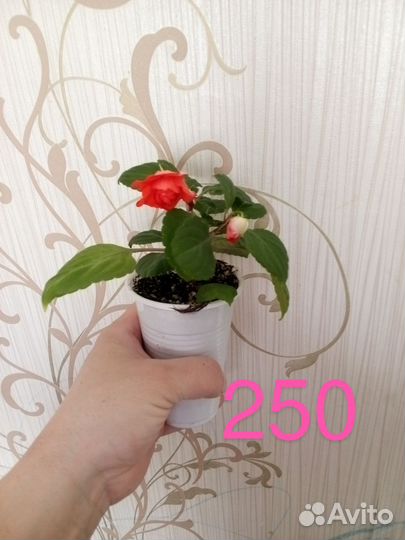 Бальзамины сортовые