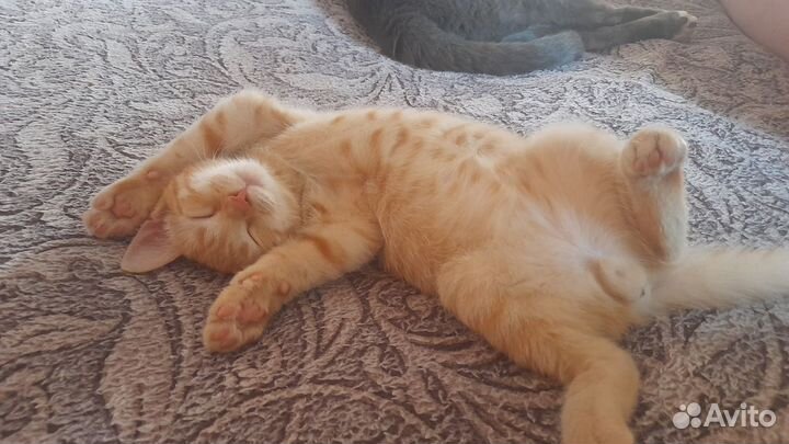 Ласковому рыжему котенку нужен дом