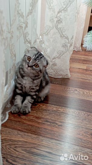 Кот Филипп отдам в добрые руки