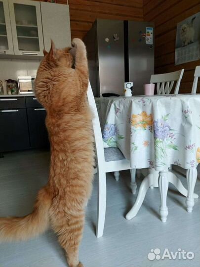 Шикарные котята мейн кун