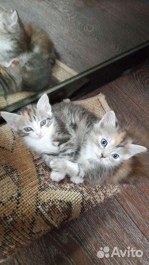 Кошка в дар бесплатно