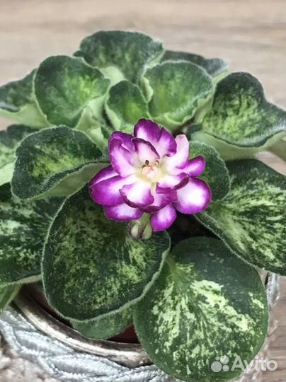 Мини, полумини, трейлеры фиалочки