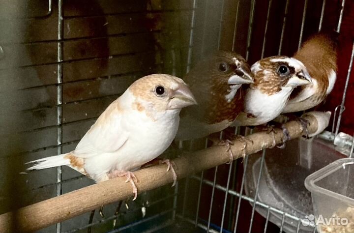 Японская амадина, птенцы