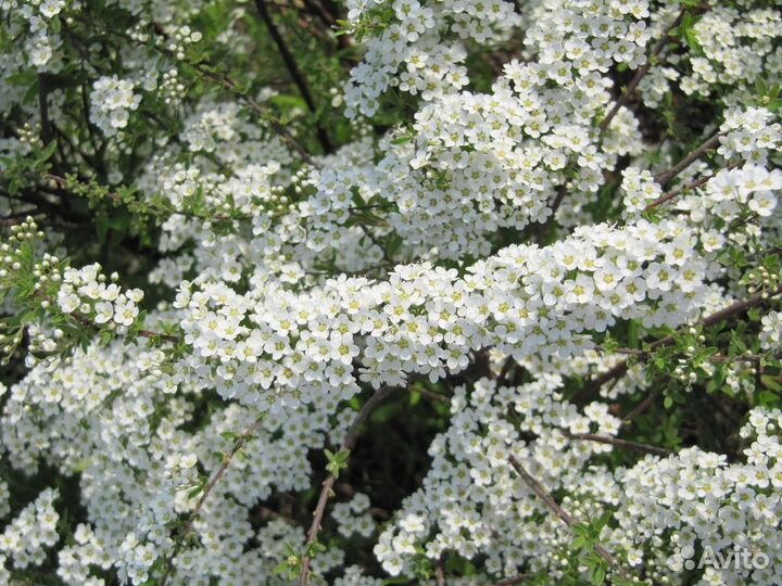 Спирея Грефштайм