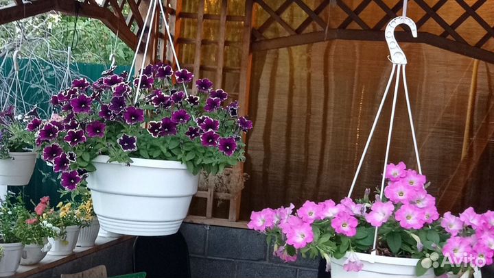 Петуния Рим Маджента, вегетативная, черенки