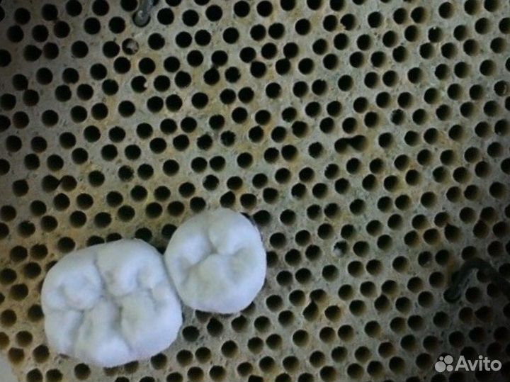 Зубной техник ищет врача ортопеда