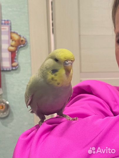 Попугай ввп чех