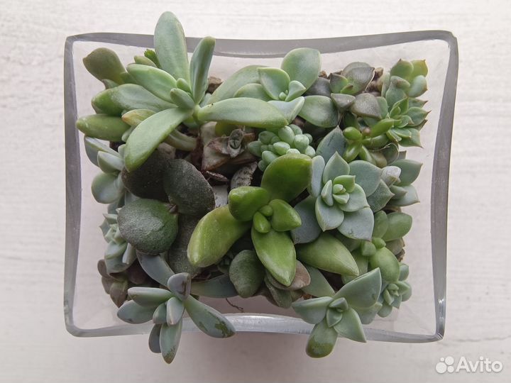 Суккуленты в стекле