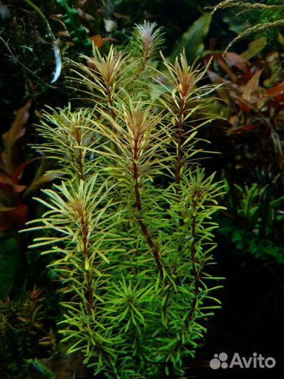 Аквариумные растения