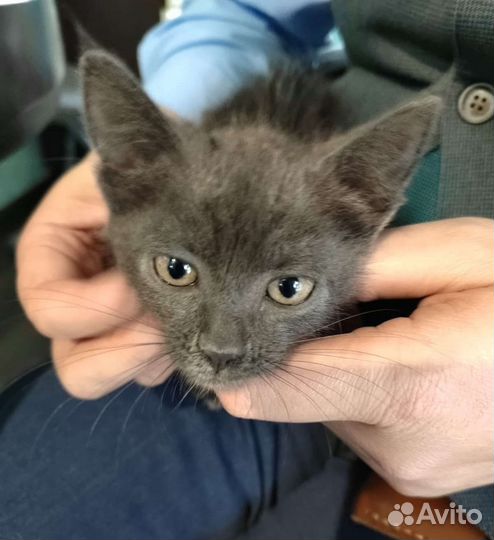 Кошечка, 1 мес., в добрые руки