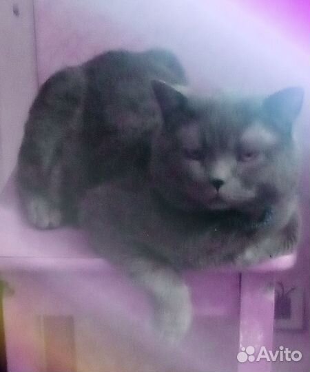 Вязка с шотландским котом