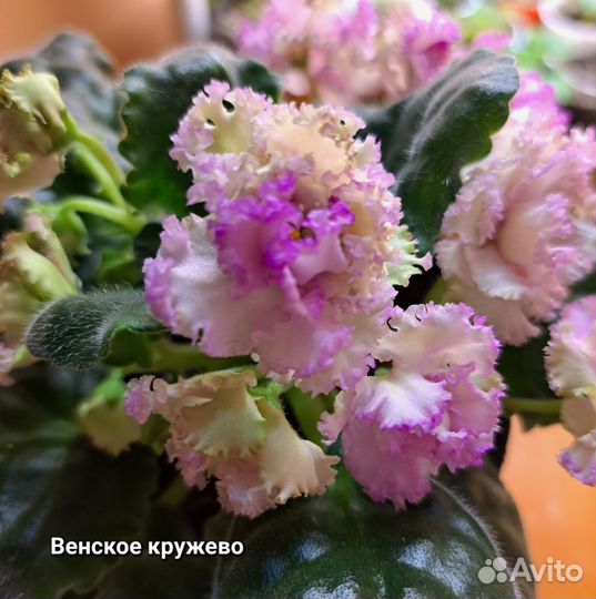 Фиалки сортовые