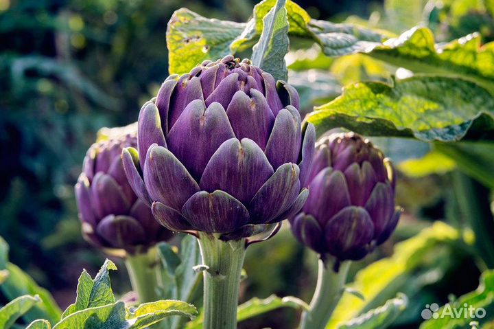 Зелень в ассортименте, семена