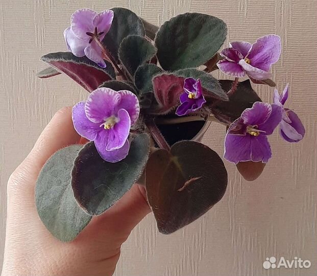 Фиалка Carnival (стартер)